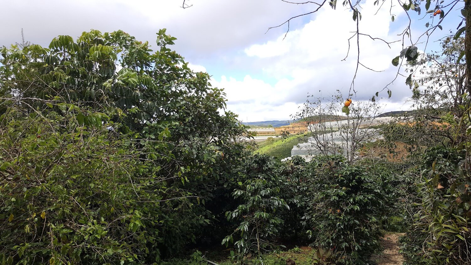 La vue depuis la plantation de café K'Ho