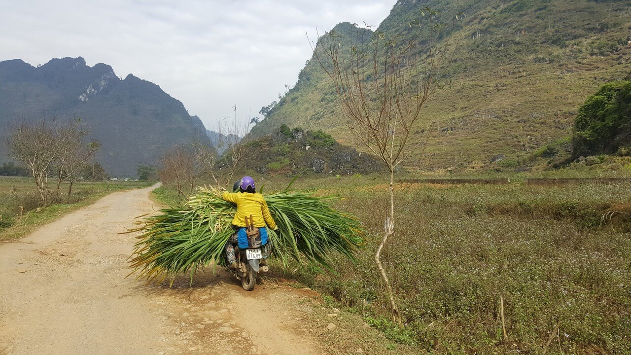 Transport d'un énorme tas d'herbes sur un petit scooter à Hà Giang