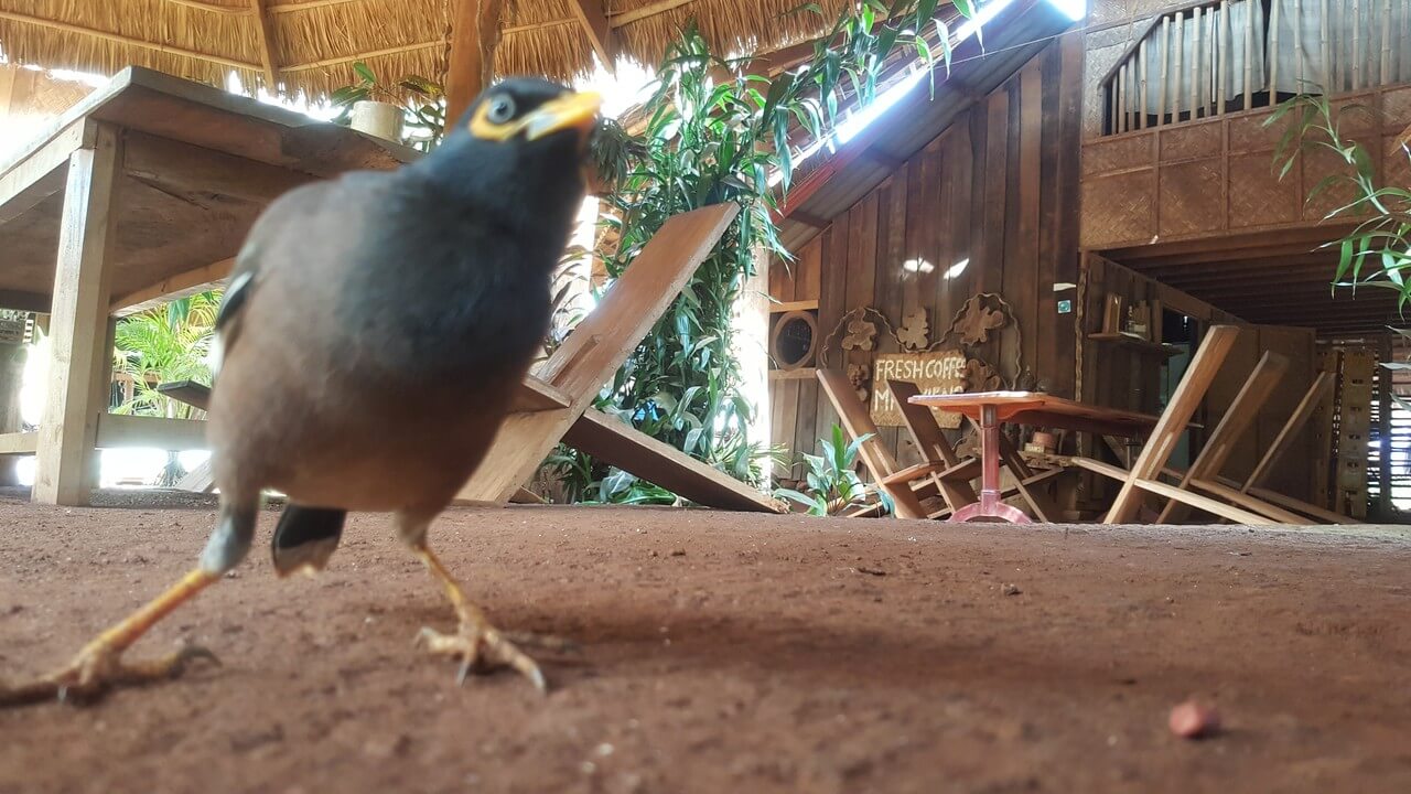 Un oiseau tropical domestique chez Mr. Vieng