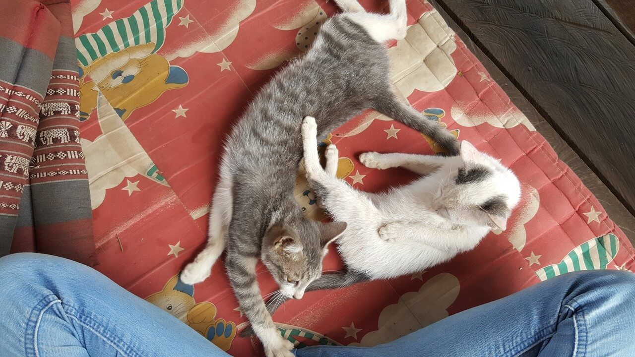Deux chatons sur un coussin à Fandee