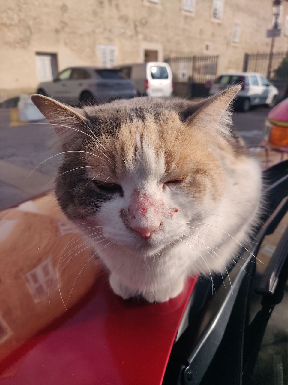 Un chat très câlin posé sur le capot d'une voiture parquée devant le monastère de Cimiez