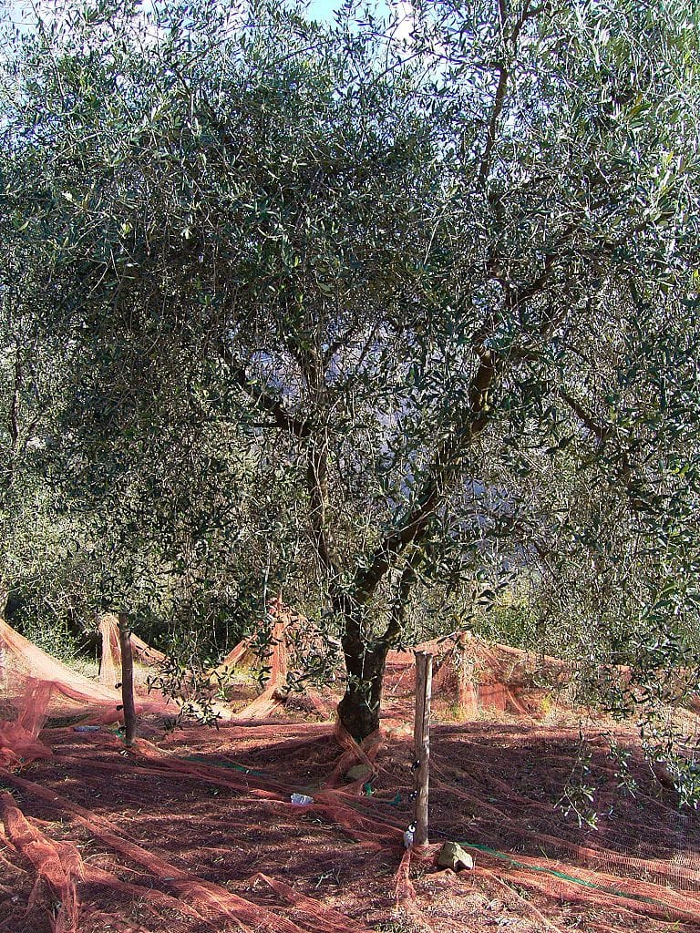 Un cailletier, variété d'olivier, dans la région de Nice. On voit un filet sur le sol destiné à récolter les olives.