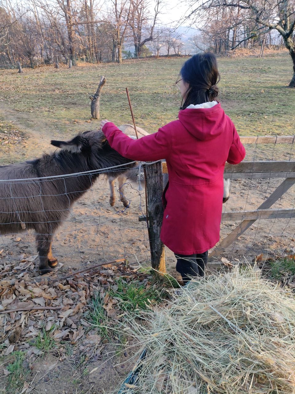 Clara caresse un âne par dessus la barrière de l'enclos, on voit un tas de foin au premier plan