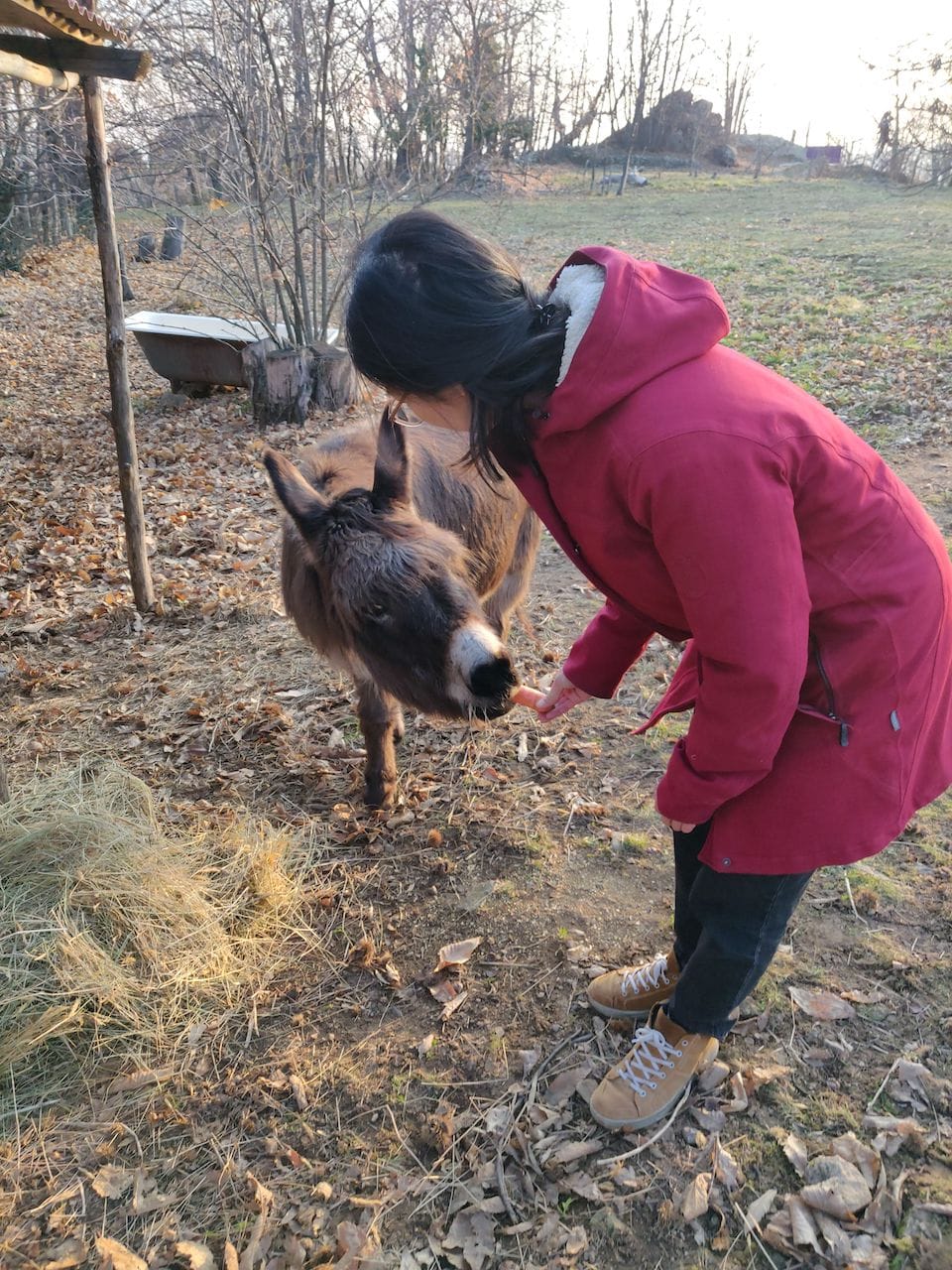 Clara tend une carotte au même âne, qui referme déjà sa mâchoire dessus