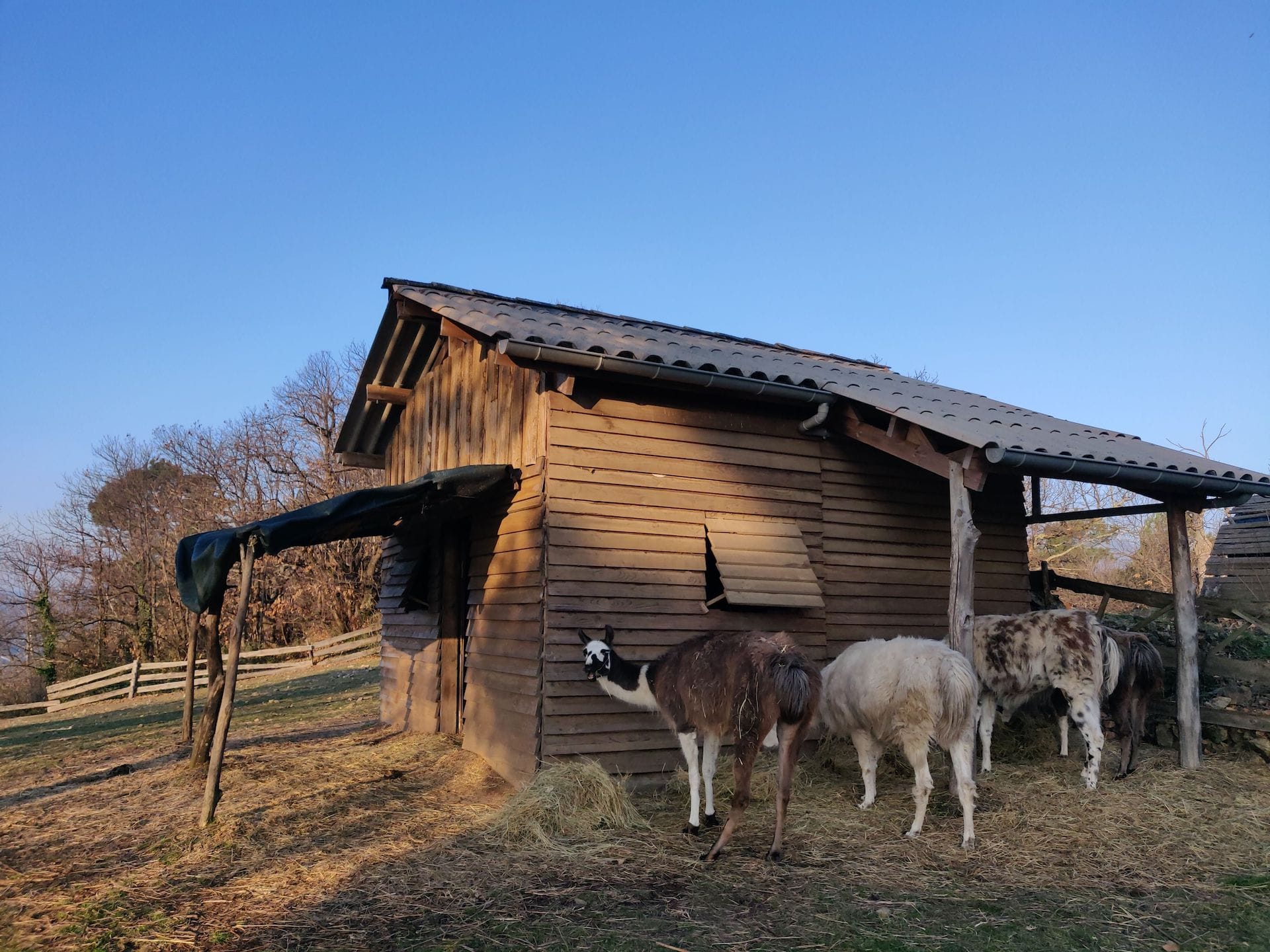 Quatre lamas, tous préoccupés par leur tas de foin devant leur cabane, sauf un qui tourne la tête pour faire face à l'objectif