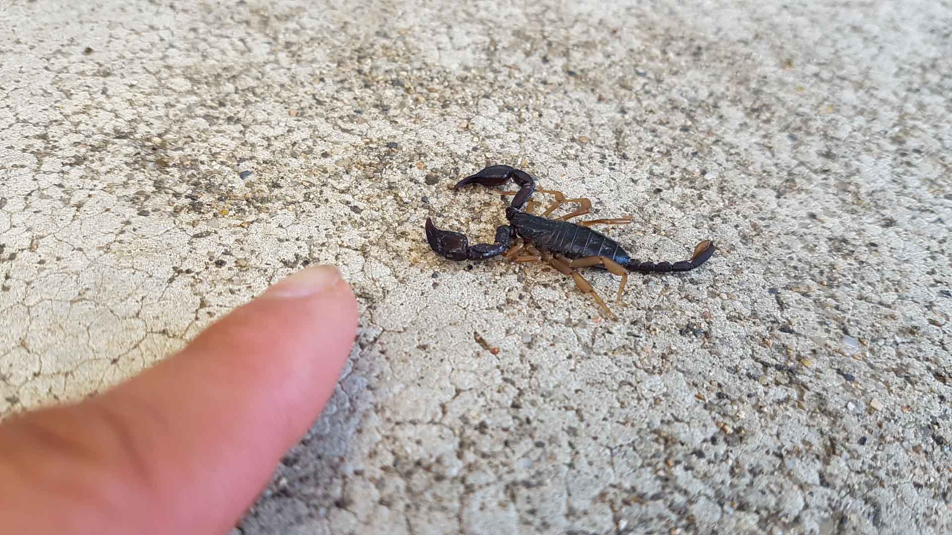Un mini scorpion de la taille du petit doigt de Clara