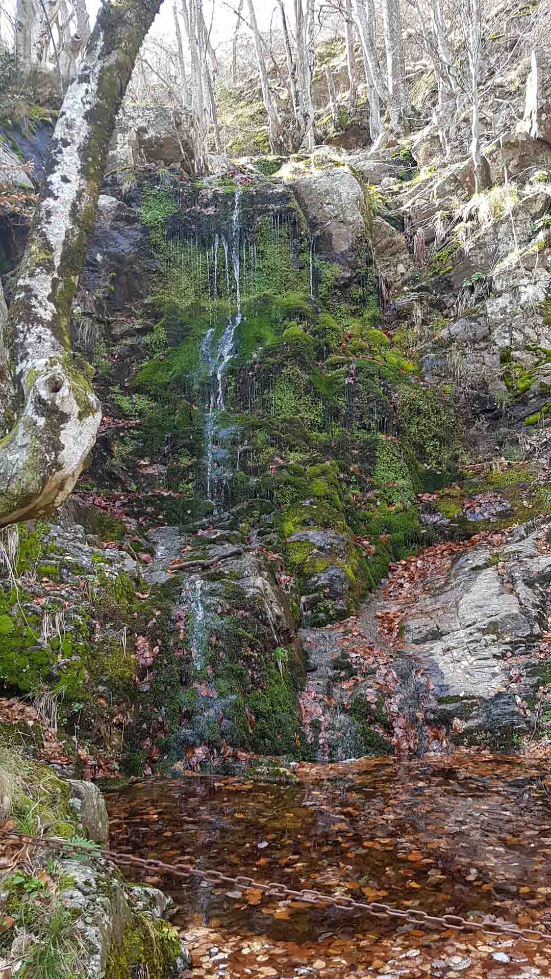 Une cascade au milieu de la forêt coule à travers la mousse