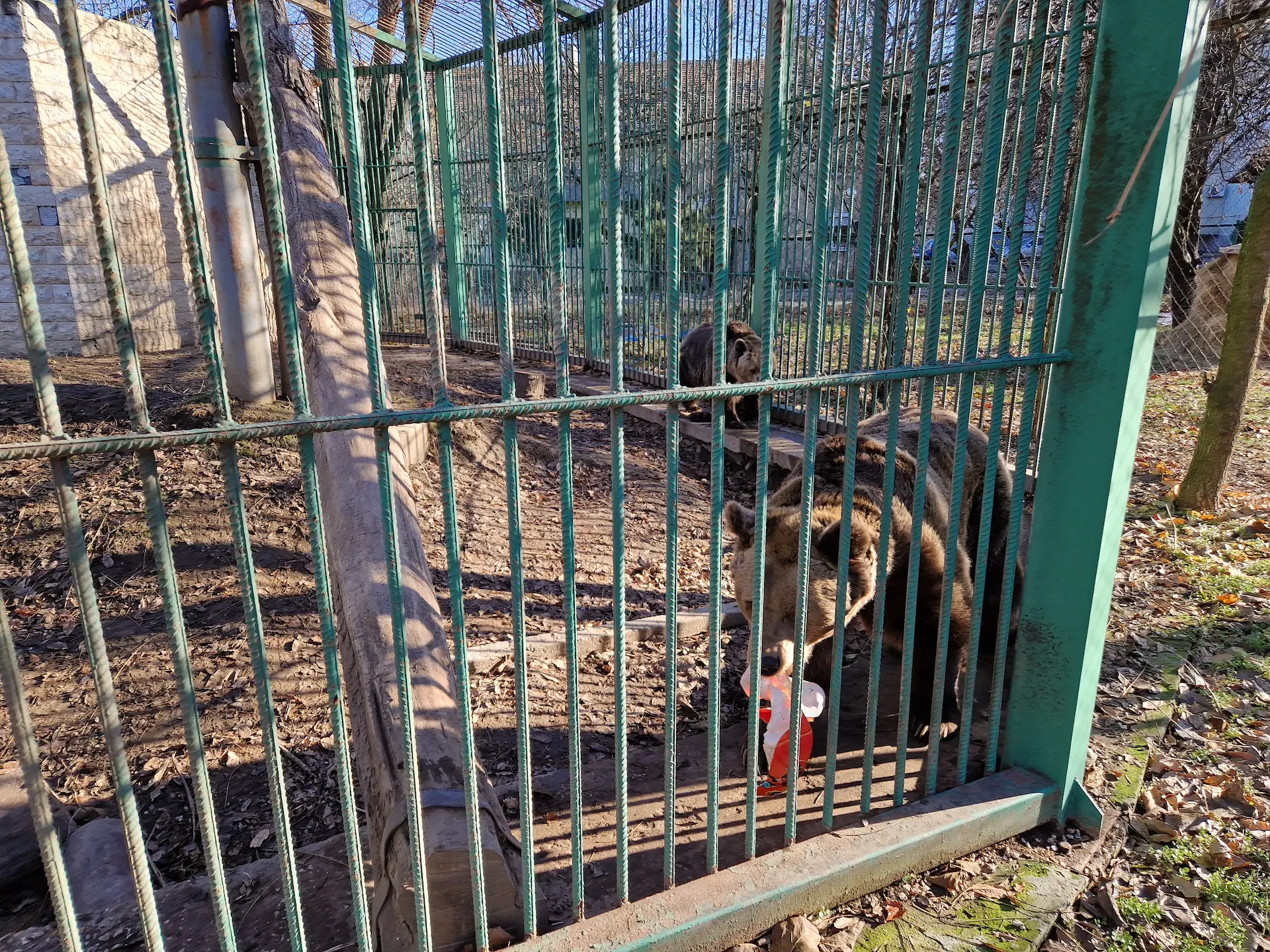 Un ours derrière les barreaux de sa cage qui porte un déchet dans sa gueule, emballage plastique quelconque. Un deuxième ours le suit quelques mètres derrière