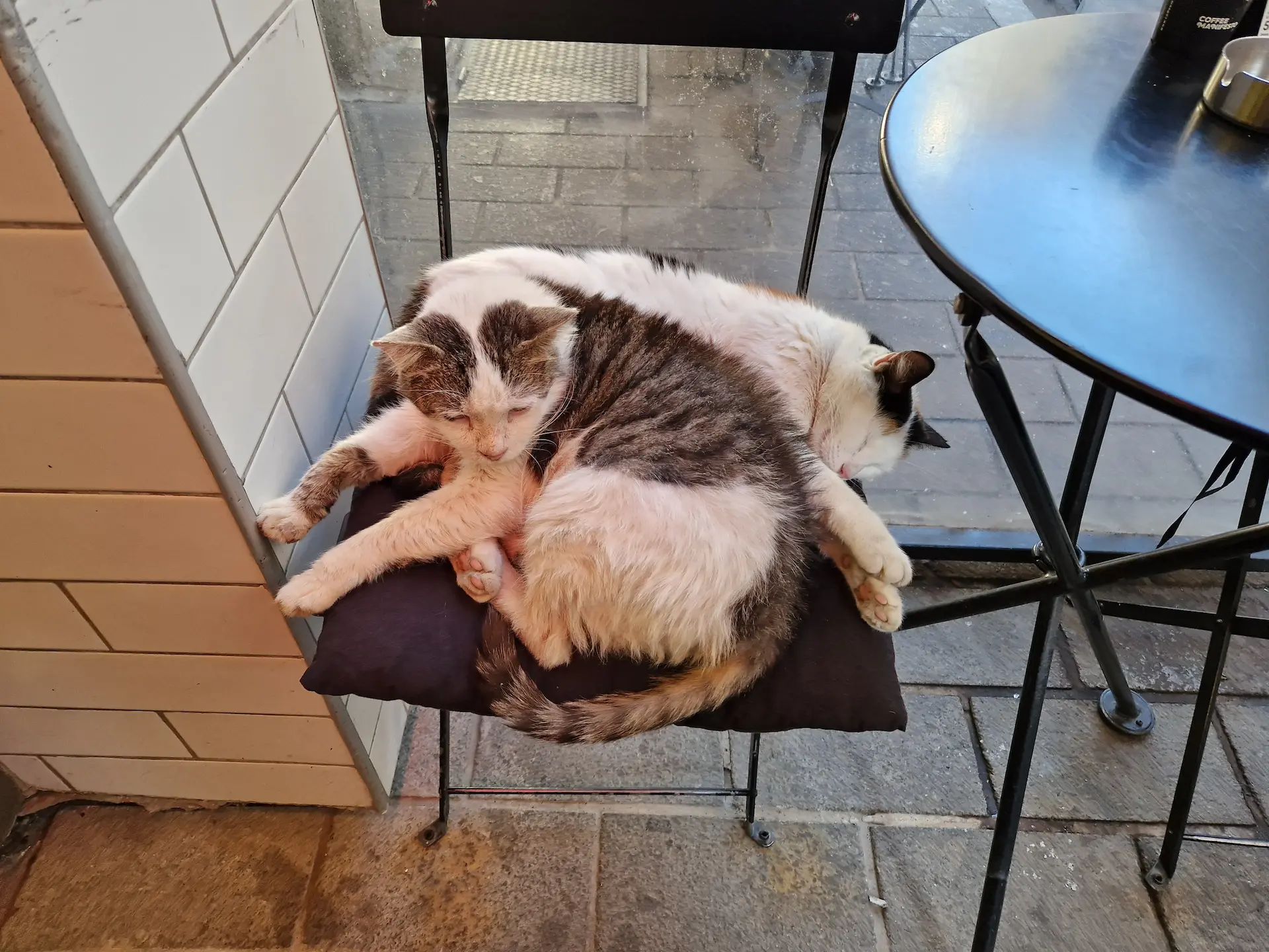 Deux chats couchés sur une seule chaise sur la terrasse d'un café de Kadıköy.