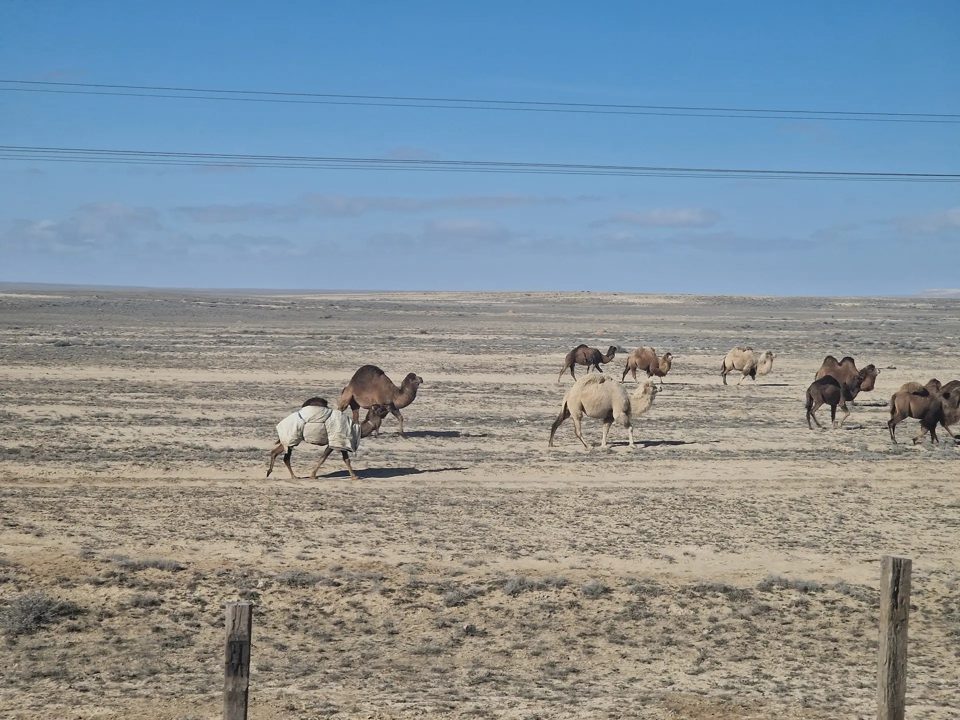 Au milieu du désert, une dizaine de chameaux apparaissent, menés par une petite voiture.