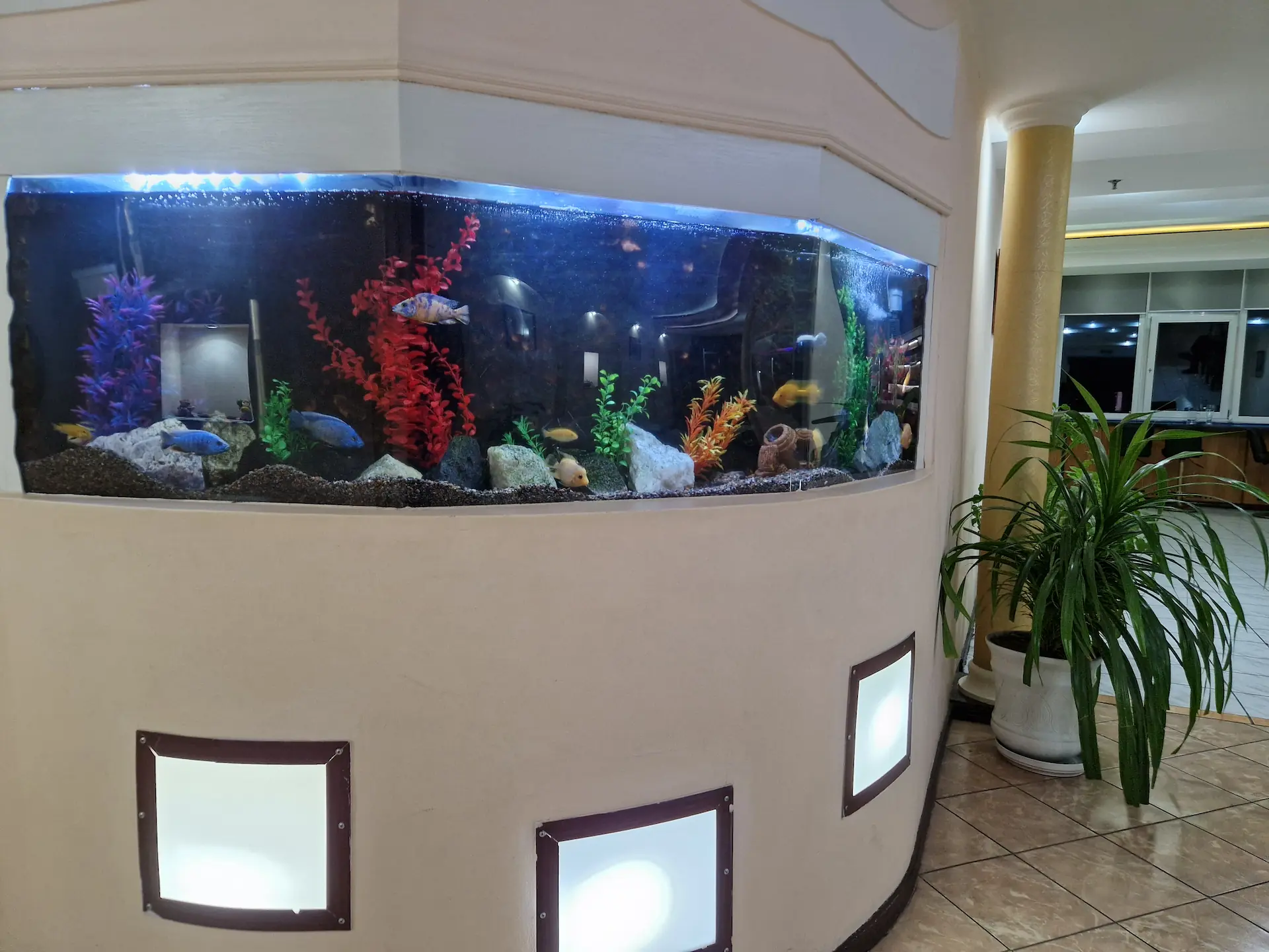 Un petit aquarium où nagent quelques petits poissons