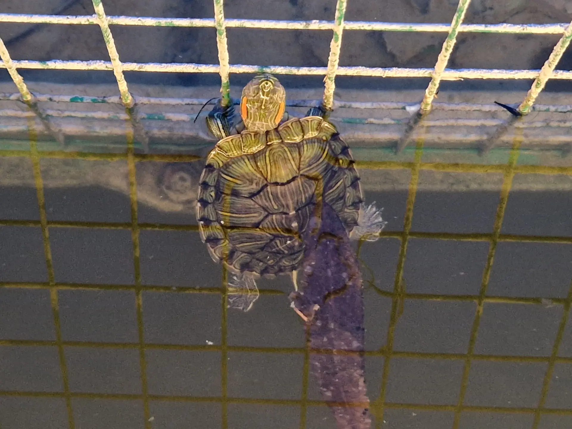 Une minuscule tortue qui nage dans les douves