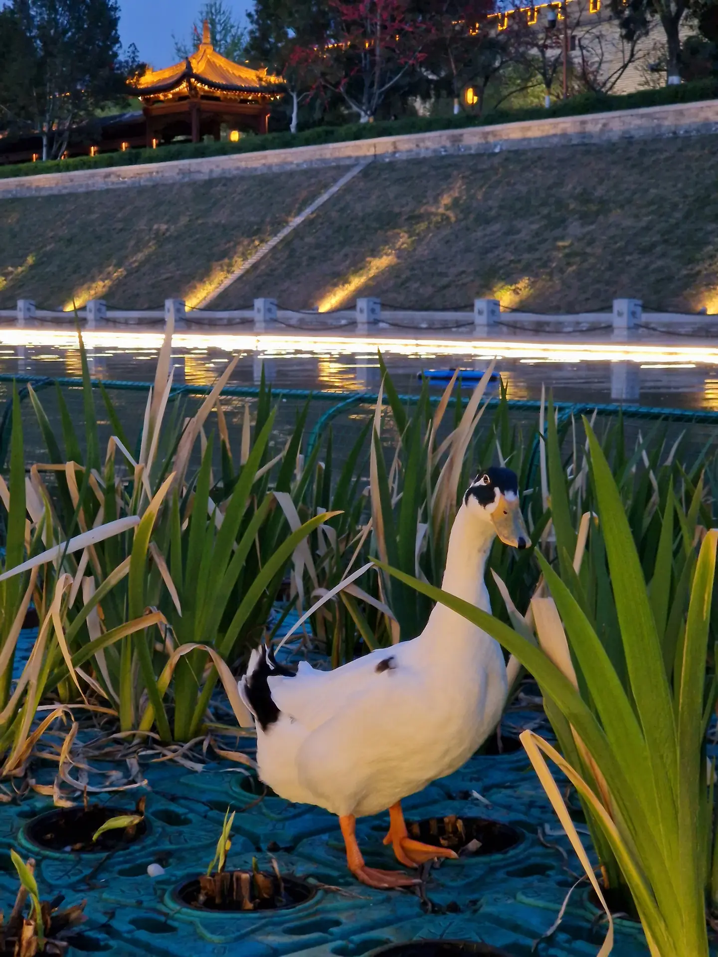 Un gros canard debout sur une plateforme herbeuse qui flotte sur les douves, en fond on voit les remparts illuminés