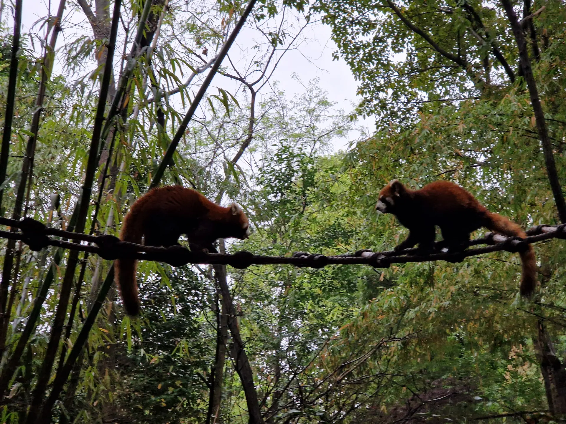 Deux pandas roux se suivent sur une branche.