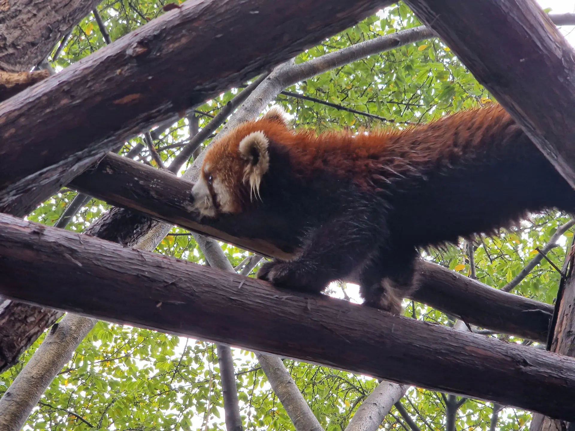 Un panda roux, vu de près. Il est roux avec des oreilles et un museau blanc. Il pose ses petites pattes avant sur la branche.