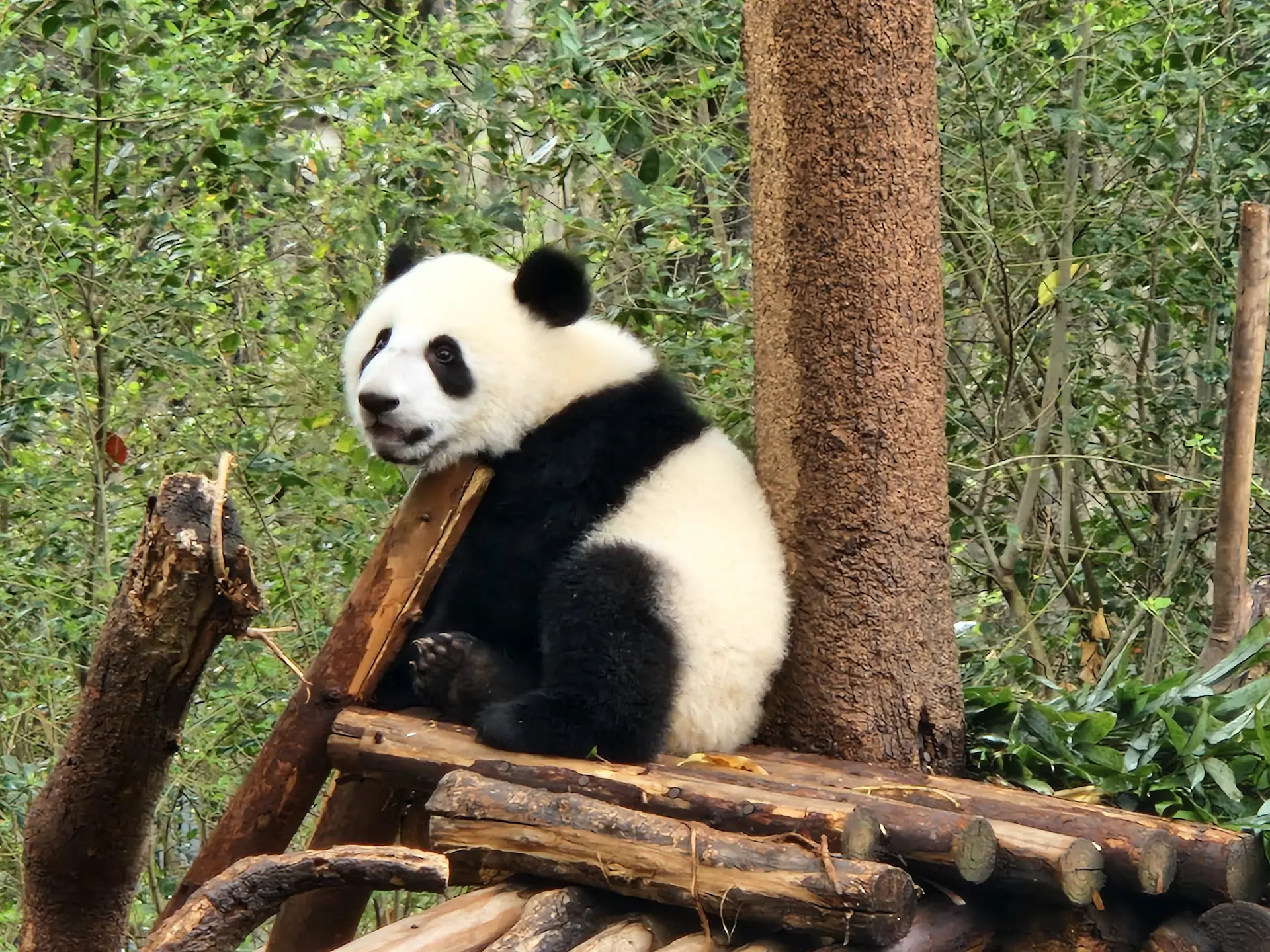 Un bébé panda est assis sur une plateforme en haut d'un arbre. Il nous regarde par dessus son épaule.