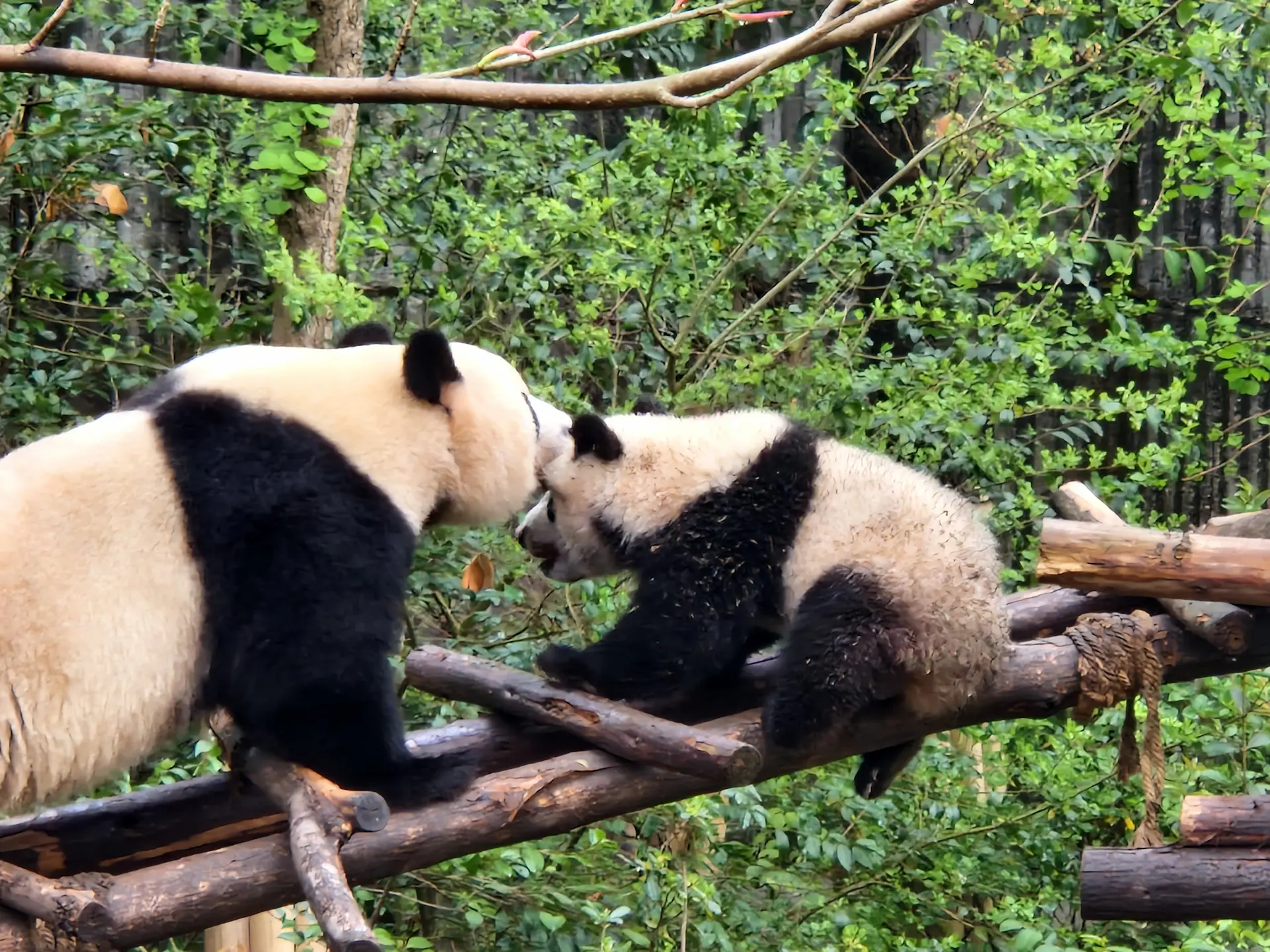 Une maman panda punit son bébé en lui mordant le haut de la tête.