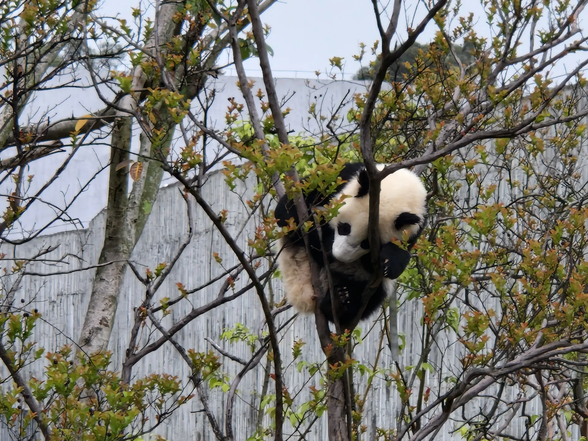 Un bébé panda est endormi au sommet d'un arbre, emmêlé dans ses branches.