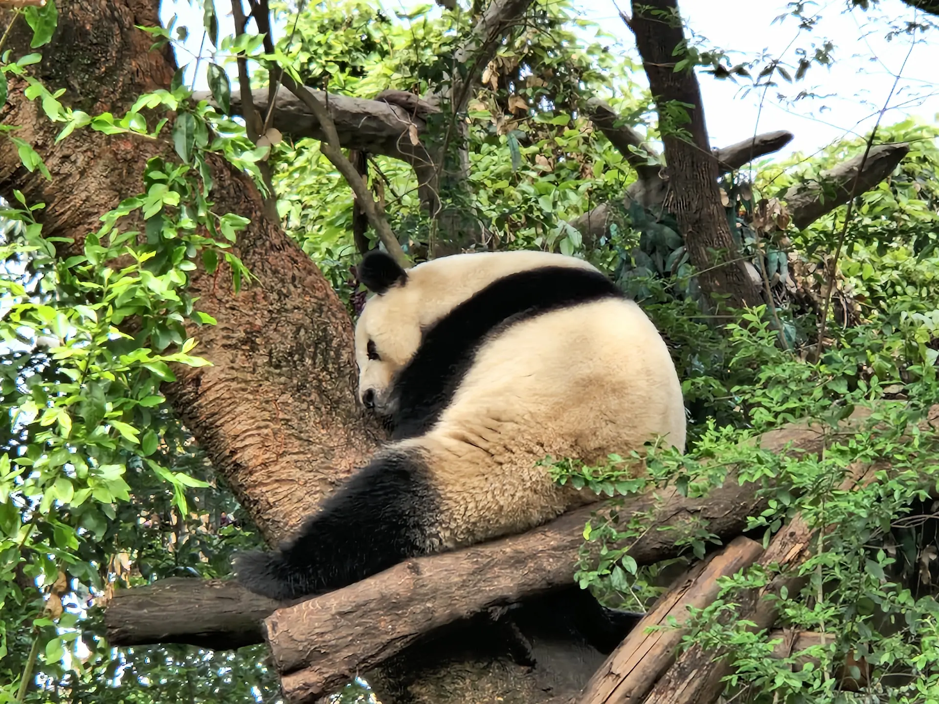 Un panda dort, enroulé autour d'un tronc d'arbre.