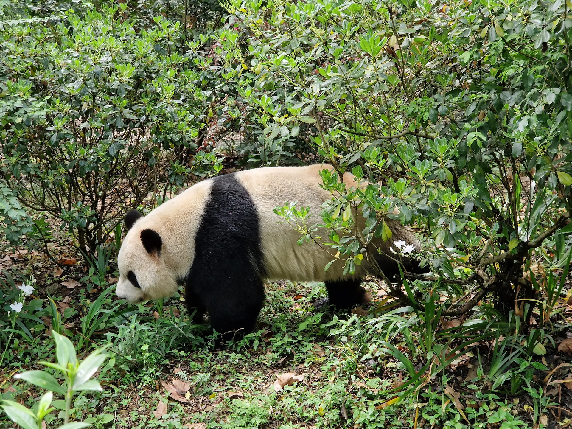Un panda marchant à travers des buissons, vu de profil.