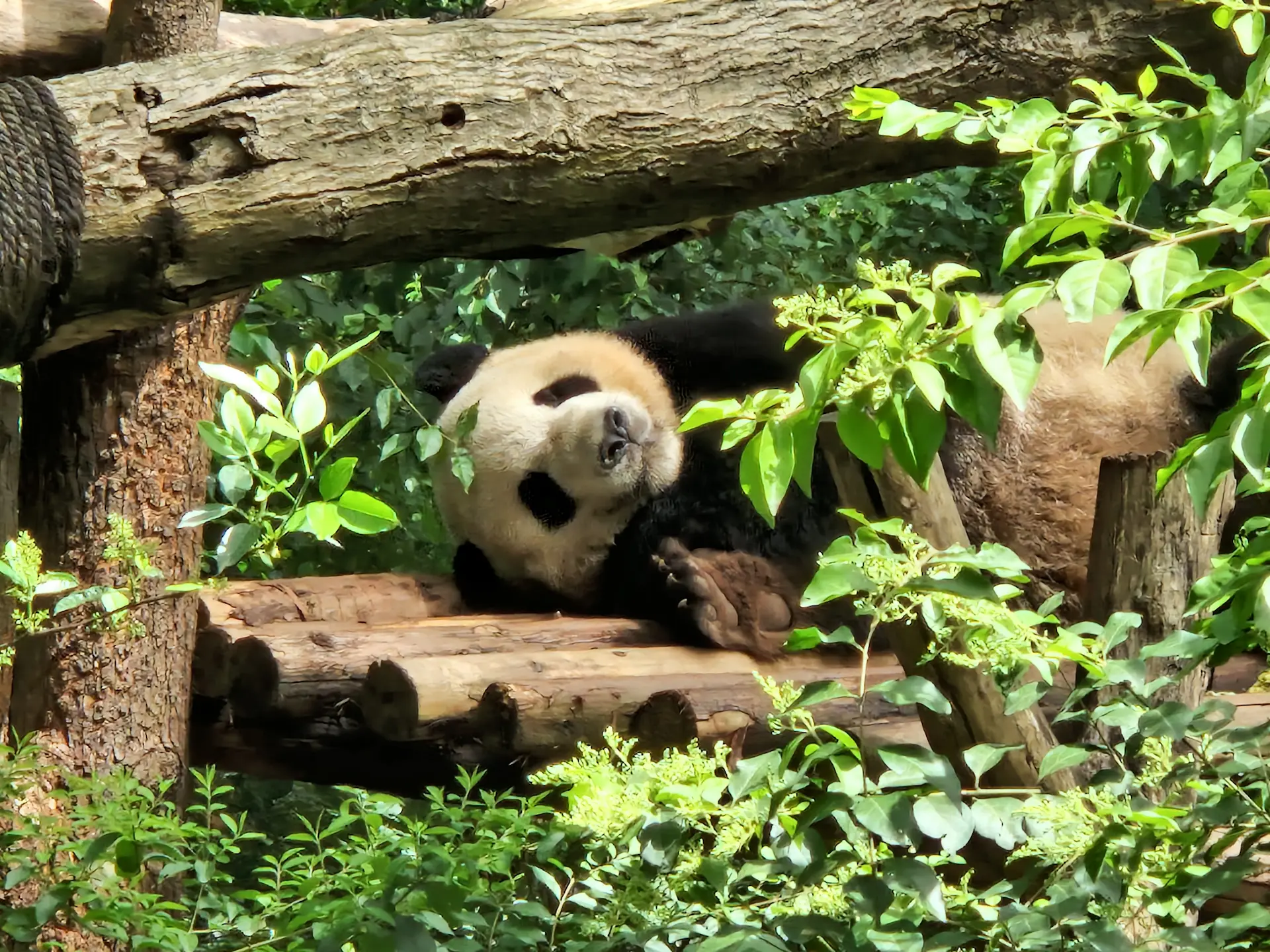 Un autre panda dort, affalé sur une plateforme en bois.