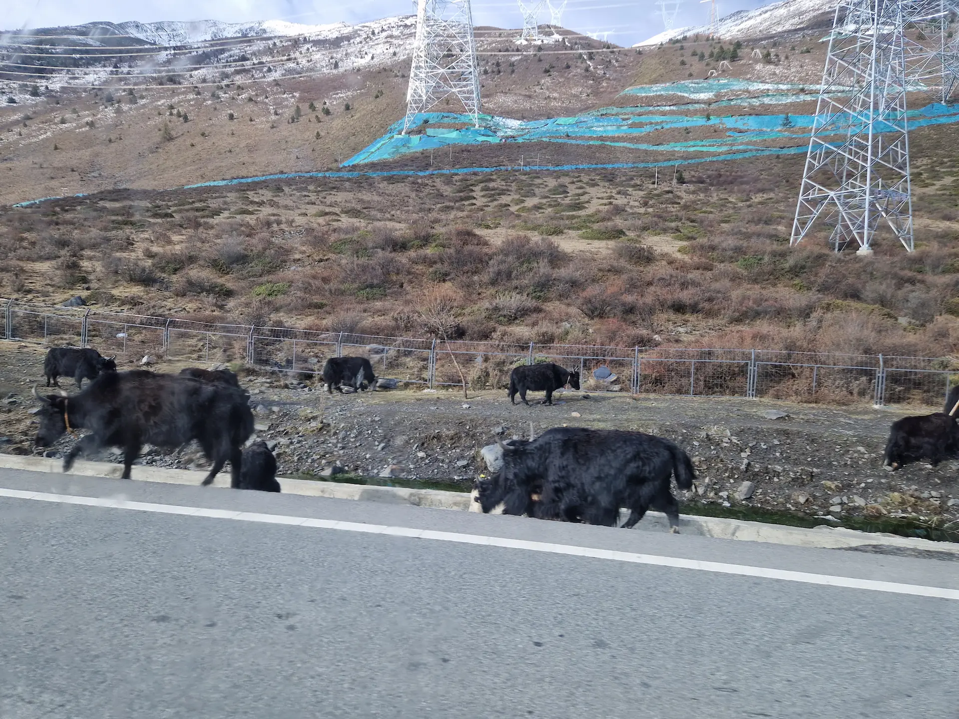Photo floue de yaks au bord de la route