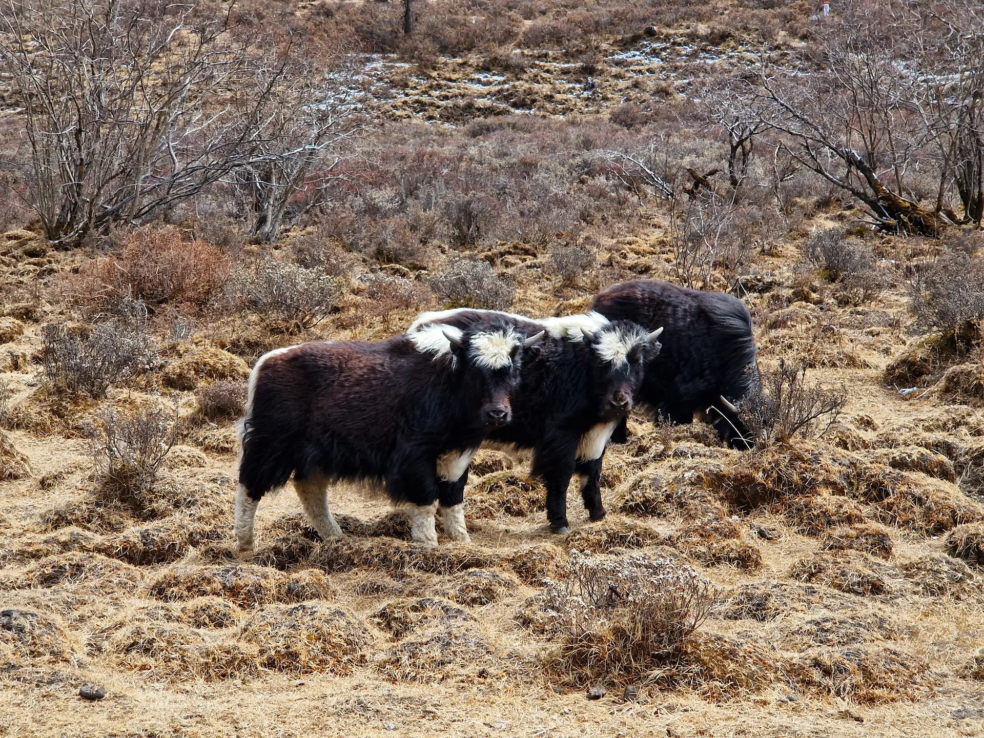 Trois bébés yak noir et blancs
