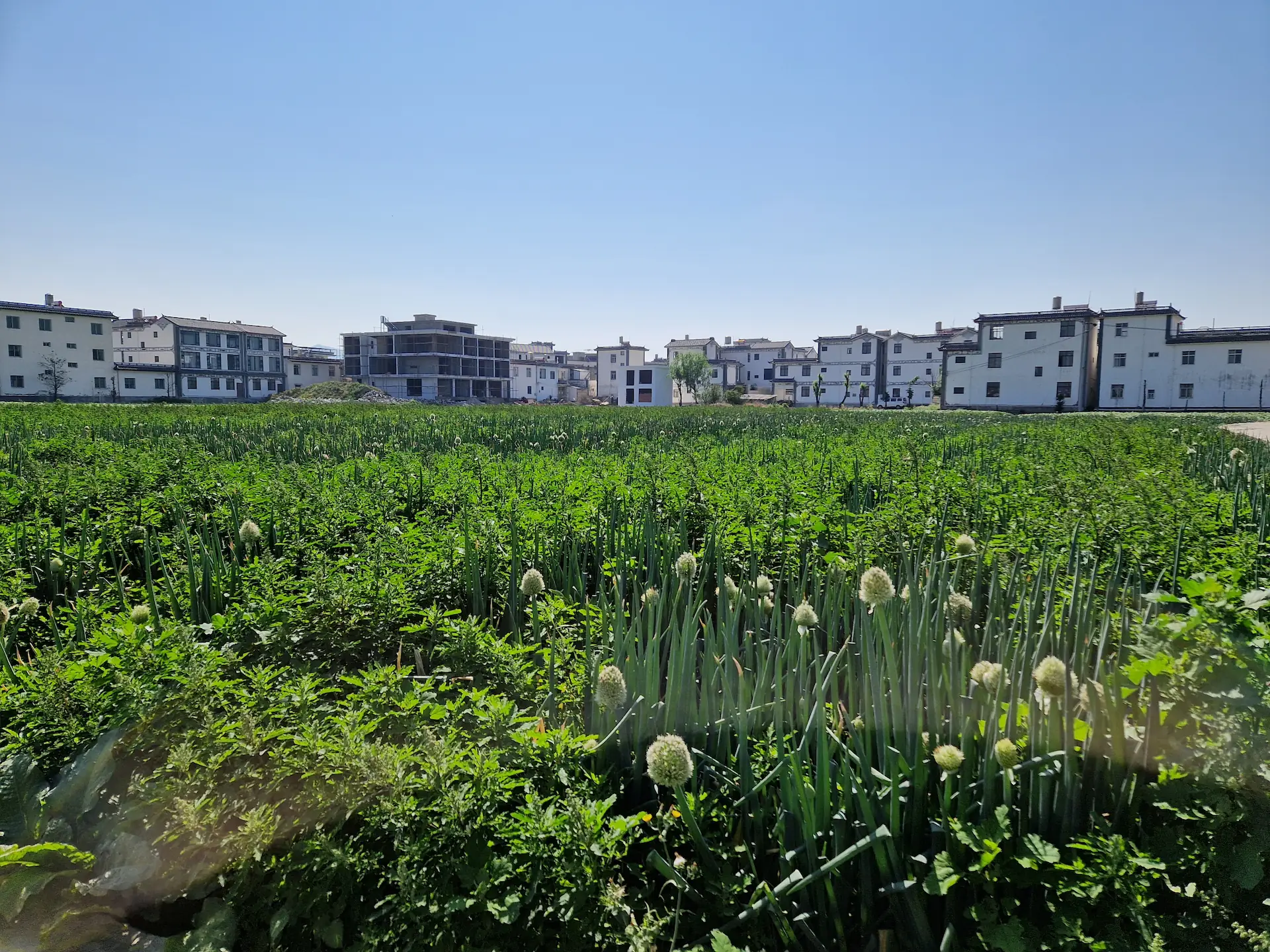 Un champ d'oignon vert s'étend jusqu'aux maisons d'un village.