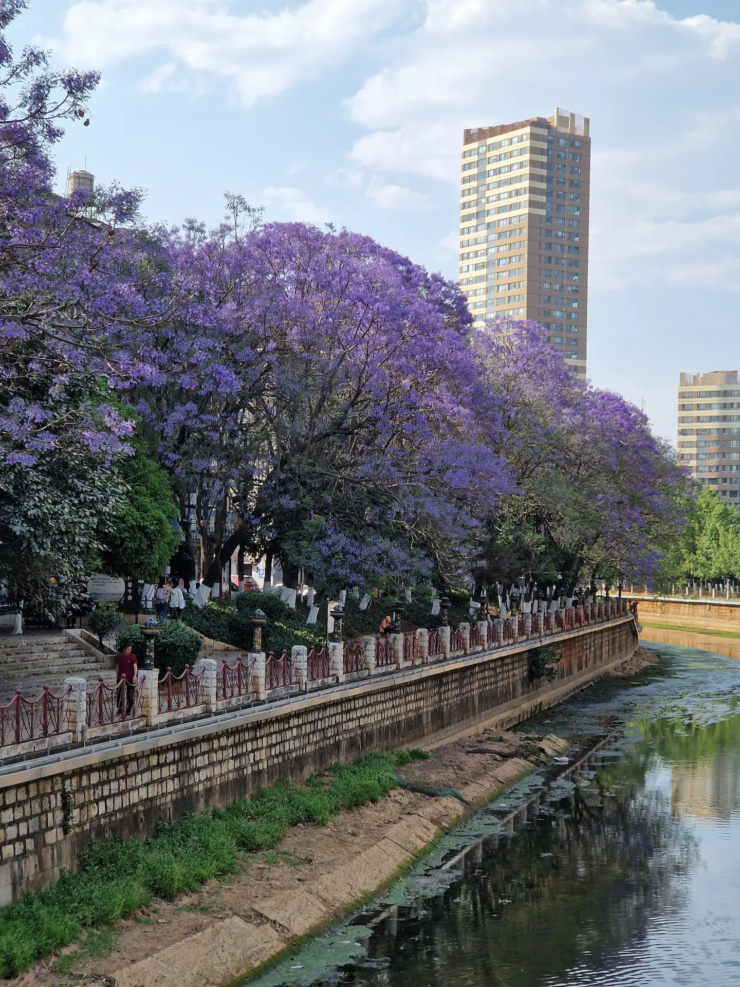 Des arbres aux fleurs violettes poussent le long du canal. Un bâtiment s'élève jusqu'au ciel en fond.