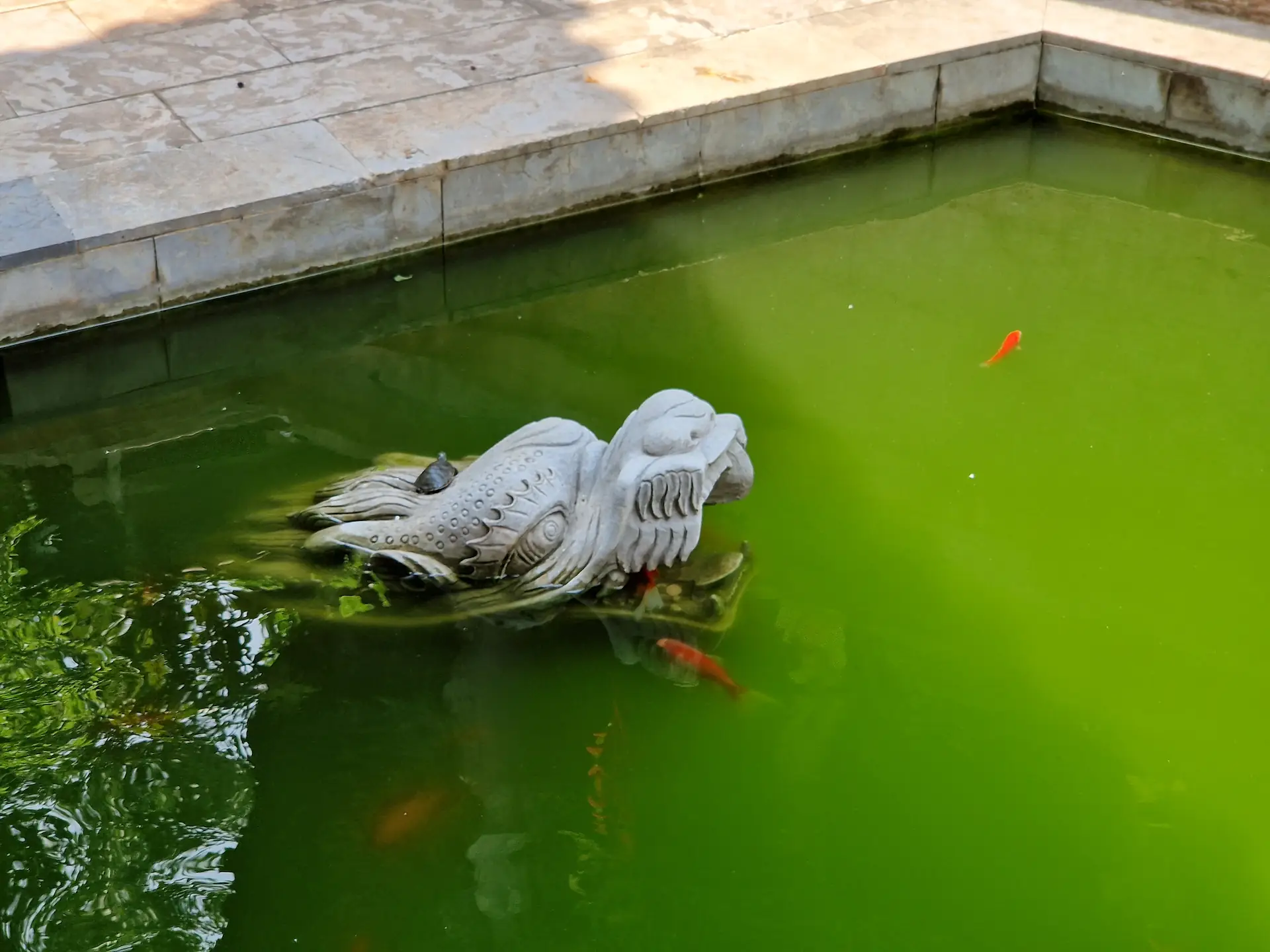 Dans un petit étang de temple nagent poissons et tortues. On aperçoit un poisson se réfugier dans la gueule d'une statue de dragon alors qu'une petite tortue fait une pause sur sa tête.