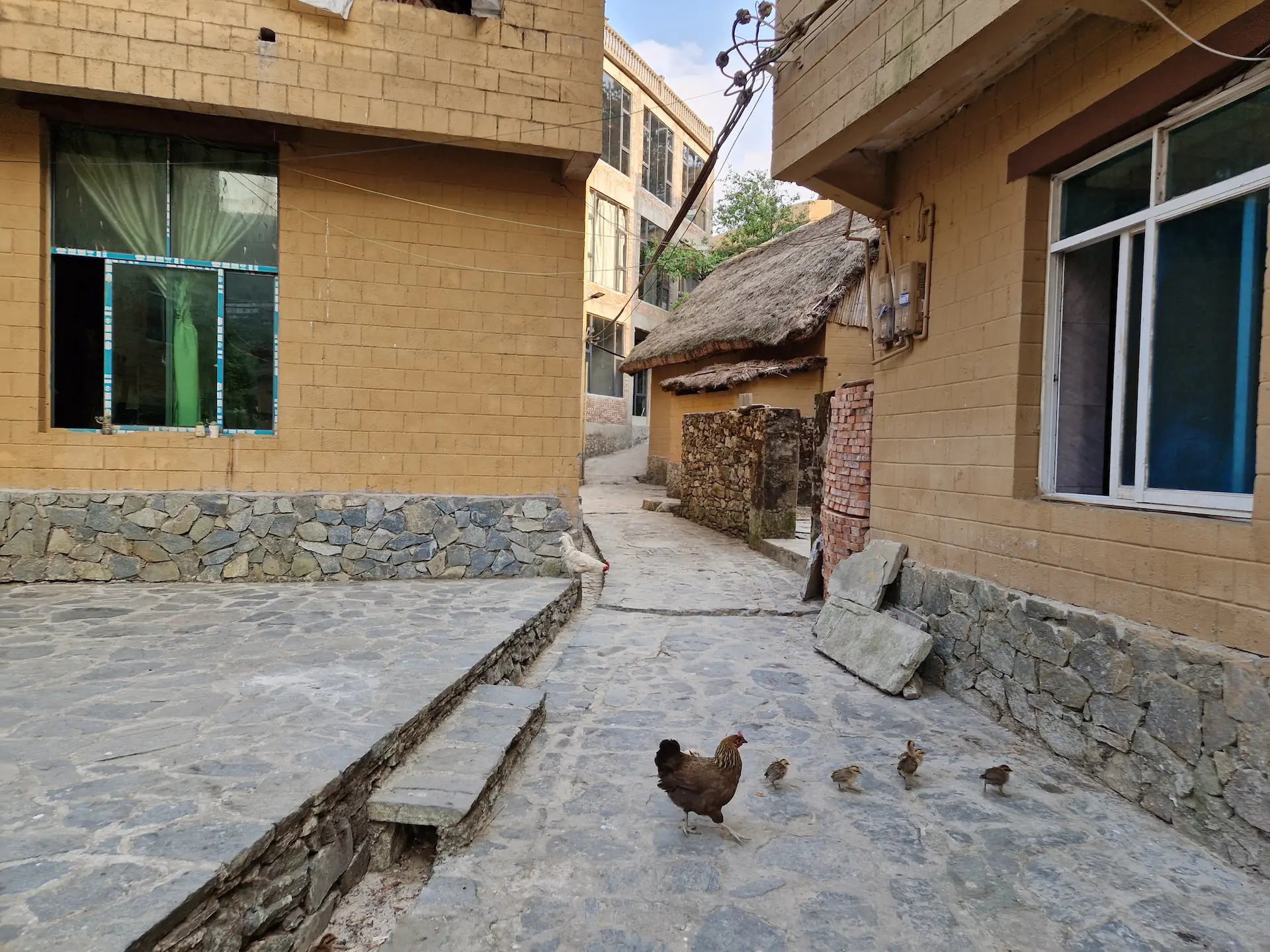 Dans une ruelle du village, une poule et ses cinq petits poussins picorent.