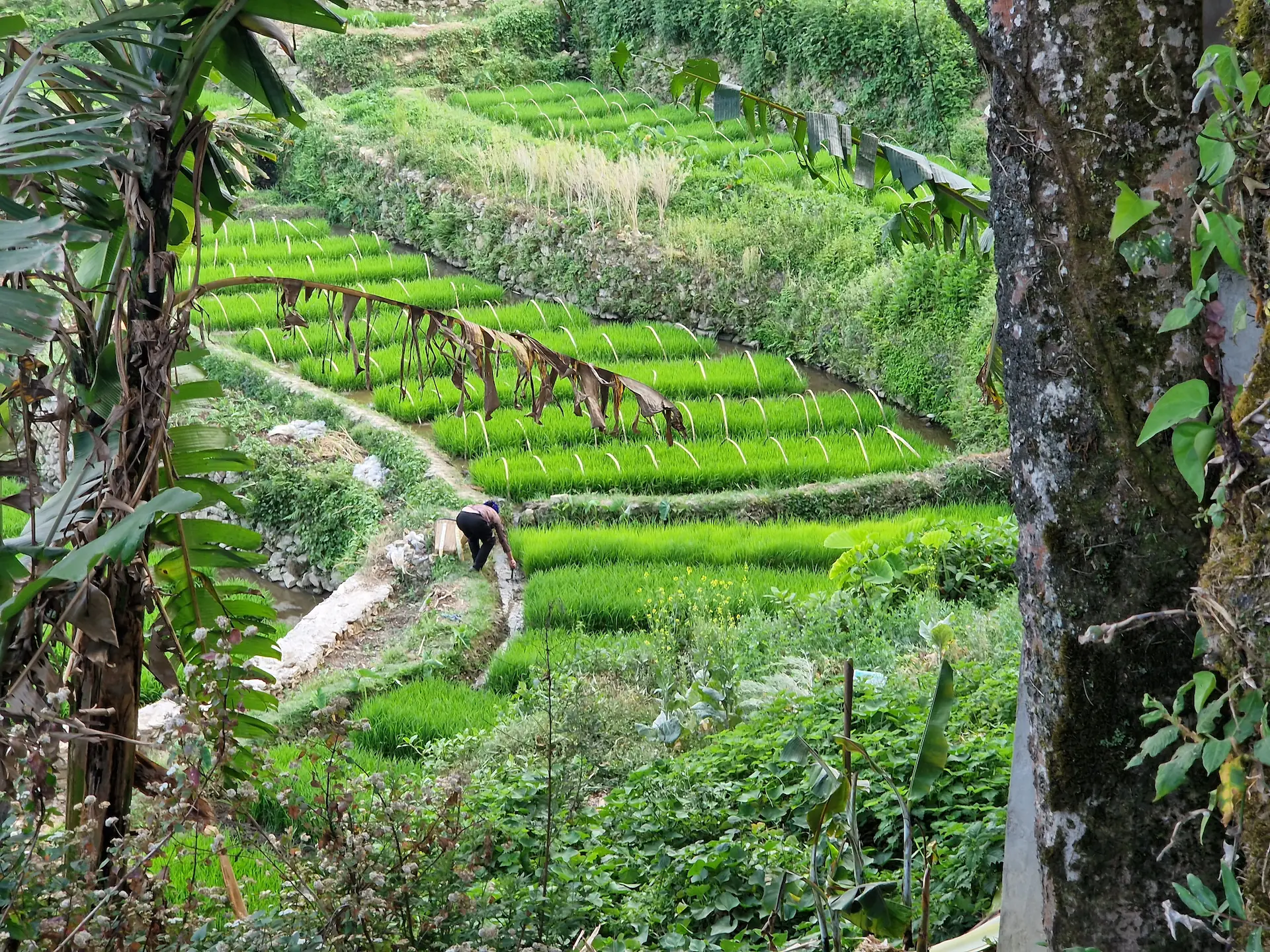 Entre deux arbres, on aperçoit un agriculteur travaillant dans sa rizière très verte.