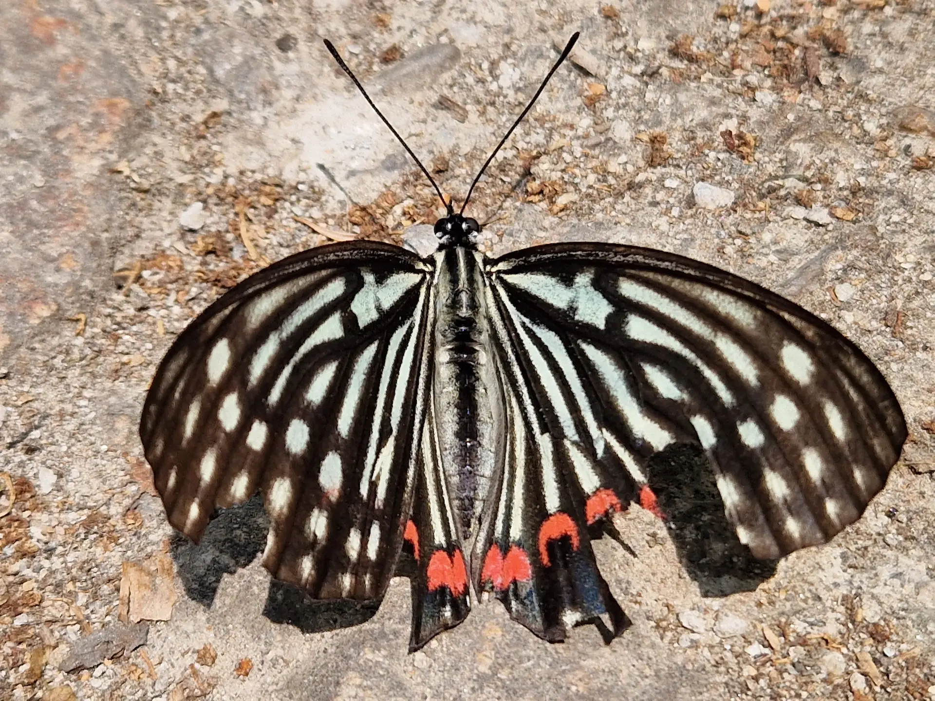La photo de papillon que Robin a pu prendre : des ailes noires et blanches, une pointe de rouge sur l'arrière.