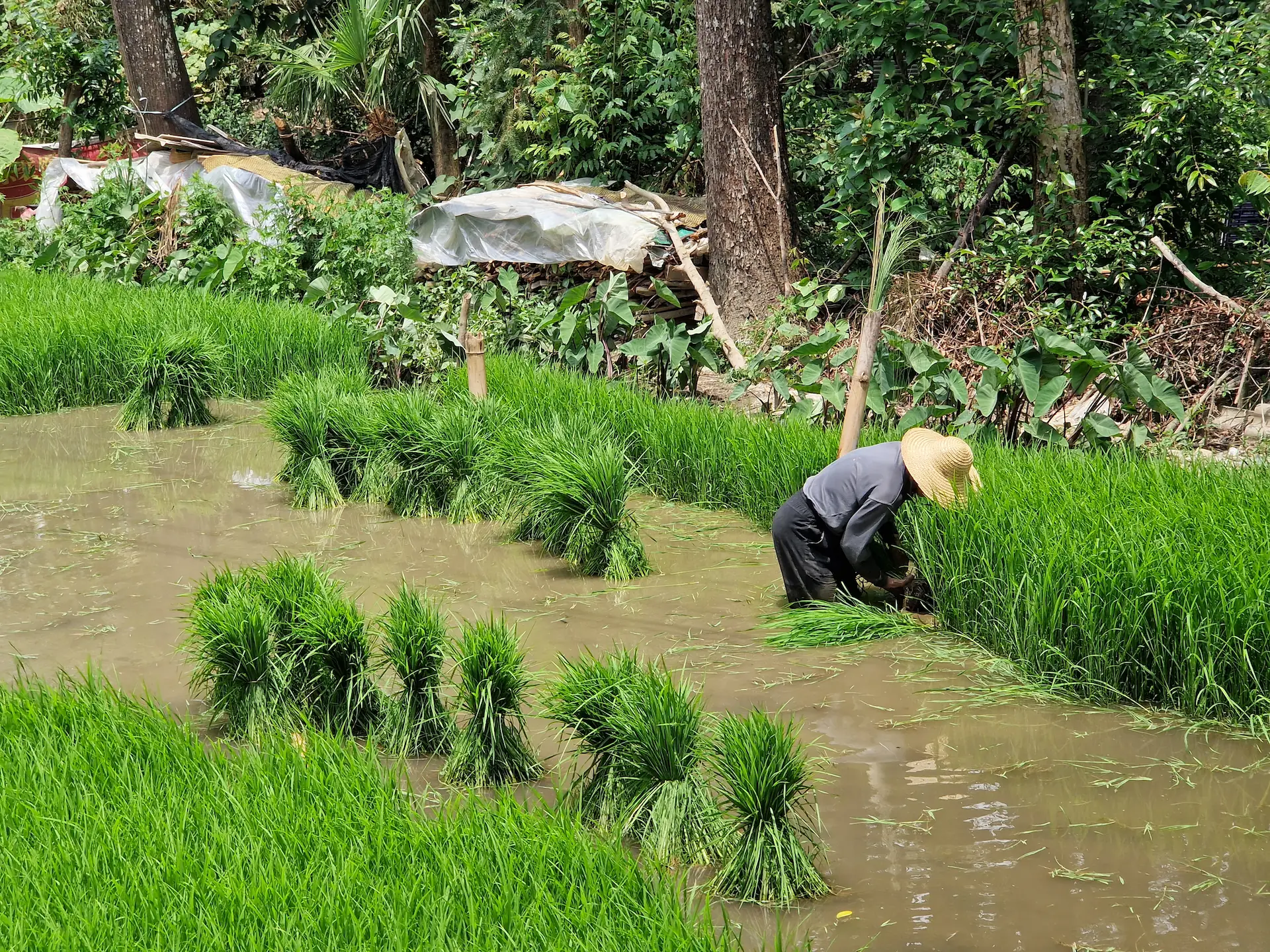 Un homme rassemblent les pousses de riz vertes en grosses bottes.